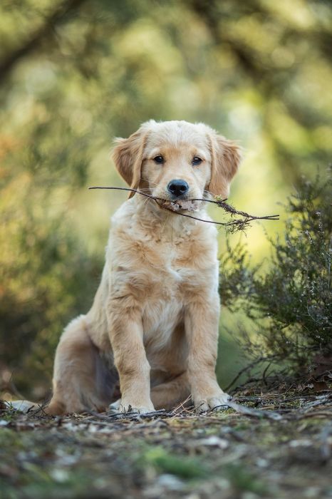 1. Golden Retriever