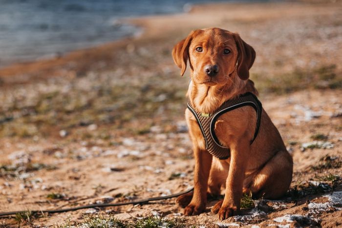 1. Labrador Retriever