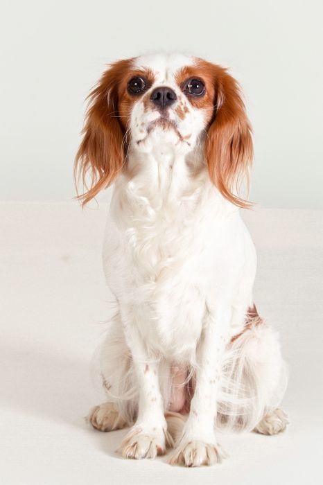 1. Cavalier King Charles Spaniel
