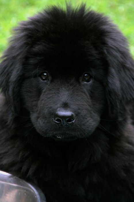 1. Newfoundland