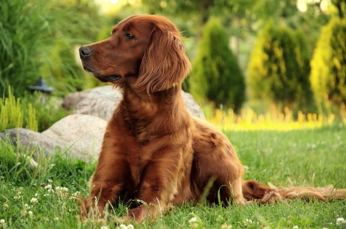 1. Irish Setter