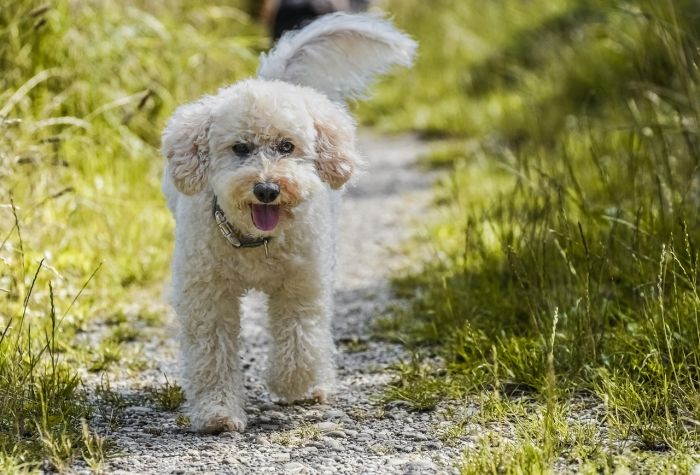 1. Poodle