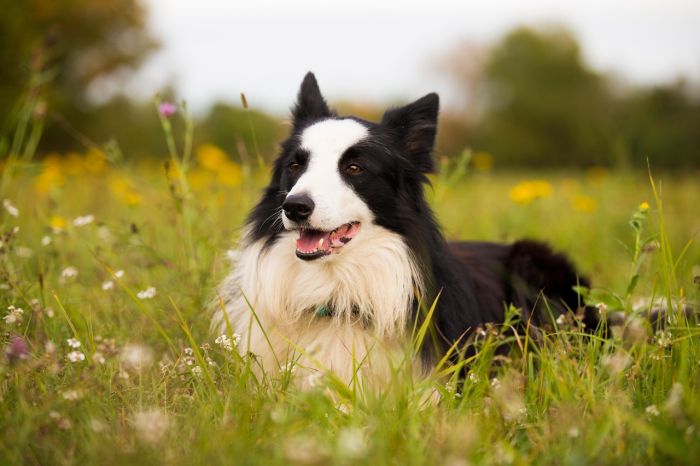 1. Collie